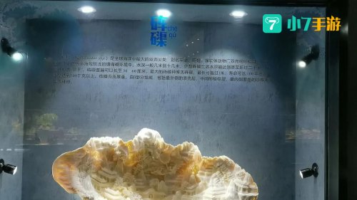 贝王之称