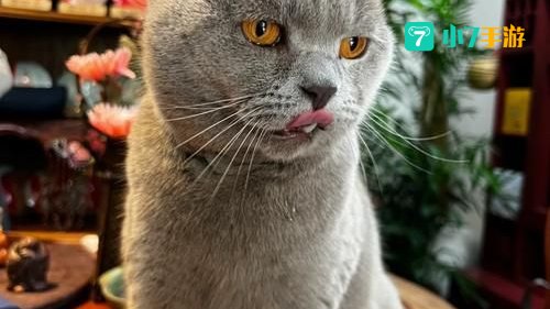 很大吧8