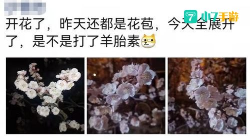 羊胎素什么梗